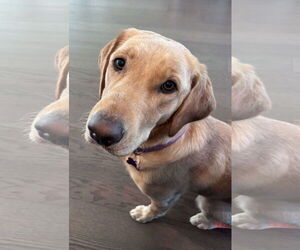 Labrador Retriever Dogs for adoption in Fort Worth, TX, USA