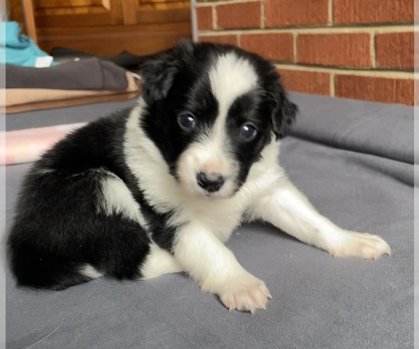 Medium Photo #23 Border Collie-Papillon Mix Puppy For Sale in CULPEPER, VA, USA