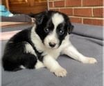 Small Photo #23 Border Collie-Papillon Mix Puppy For Sale in CULPEPER, VA, USA