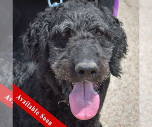 Mutt Dogs for adoption in Huntley, IL, USA