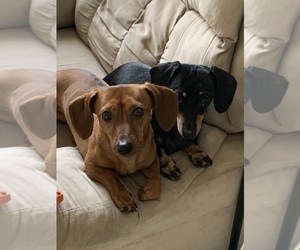Father of the Dachshund puppies born on 11/22/2019