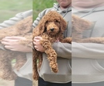 Puppy Puppy 3 Poodle (Standard)