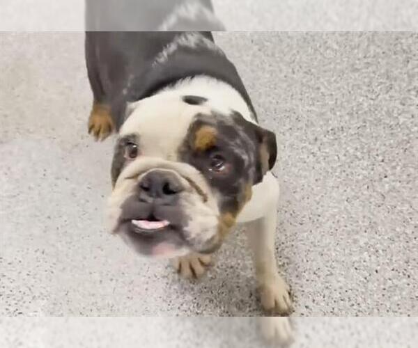 Medium Photo #1 American Bulldog Puppy For Sale in Houston, TX, USA