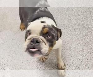 American Bulldog Dogs for adoption in Houston, TX, USA