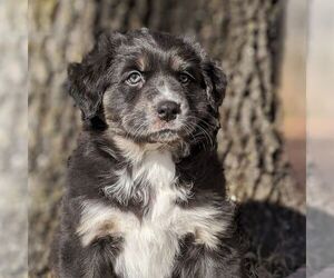 Australian Shepherd Puppy for sale in HOHENWALD, TN, USA