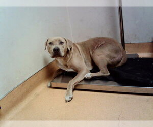 Mutt Dogs for adoption in Martinez, CA, USA