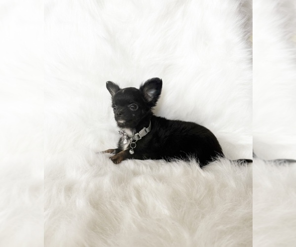 Medium Photo #11 Chihuahua Puppy For Sale in SACRAMENTO, CA, USA