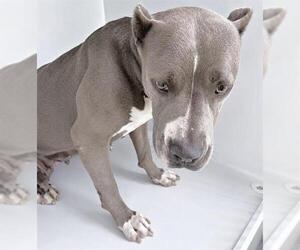 Mutt Dogs for adoption in Houston, TX, USA