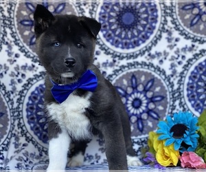 Akita-Siberian Husky Mix Dog for Adoption in LANCASTER, Pennsylvania USA