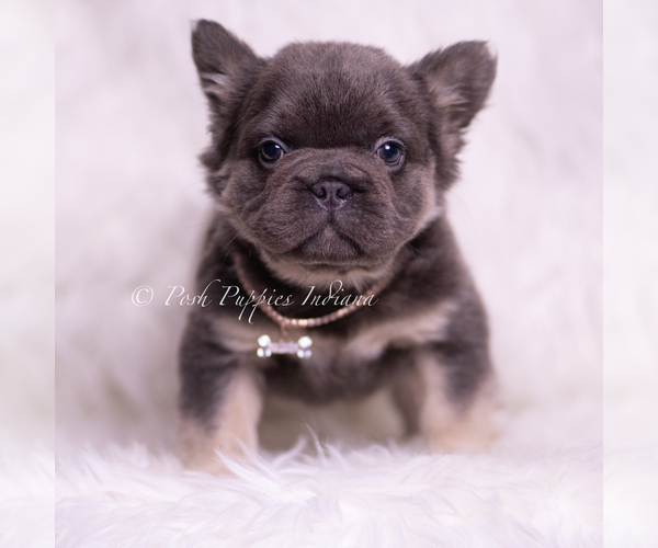 Medium Photo #3 French Bulldog Puppy For Sale in WARSAW, IN, USA