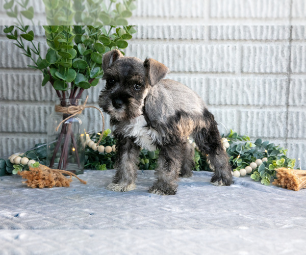 Medium Photo #3 Schnauzer (Miniature) Puppy For Sale in BALTIC, OH, USA