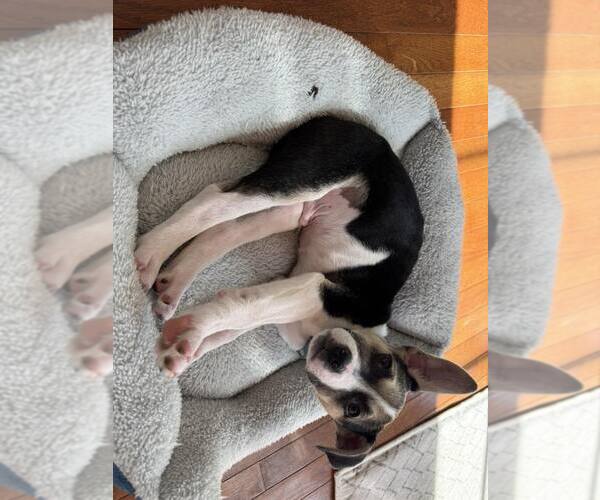 Medium Photo #9 American Staffordshire Terrier-Siberian Husky Mix Puppy For Sale in Holly Springs, NC, USA