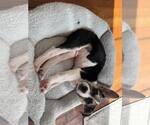 Small #8 American Staffordshire Terrier-Siberian Husky Mix