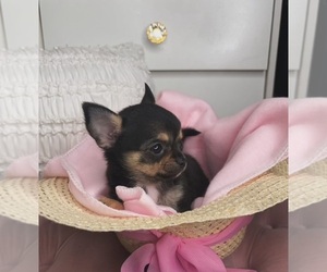 Chihuahua Puppy for sale in CHARLOTTE, NC, USA