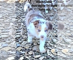 Small Photo #30 Border Collie Puppy For Sale in BYBEE, TN, USA