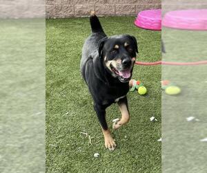 Rottweiler Dogs for adoption in Derwood, MD, USA