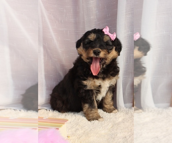 Medium Photo #5 Bernedoodle Puppy For Sale in ROCKY MOUNT, VA, USA