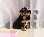 Small Photo #5 Bernedoodle Puppy For Sale in ROCKY MOUNT, VA, USA