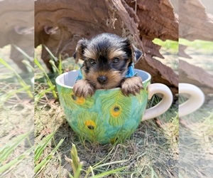 Yorkshire Terrier Puppy for sale in CASSVILLE, MO, USA