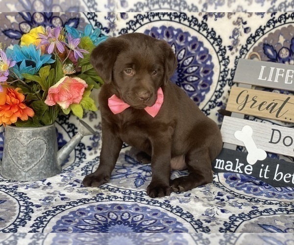 Medium Photo #4 Labrador Retriever Puppy For Sale in LANCASTER, PA, USA