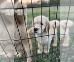 Small Photo #1 Goldendoodle Puppy For Sale in LIBERTY, TX, USA