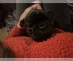 Small #10 Frenchie Pug