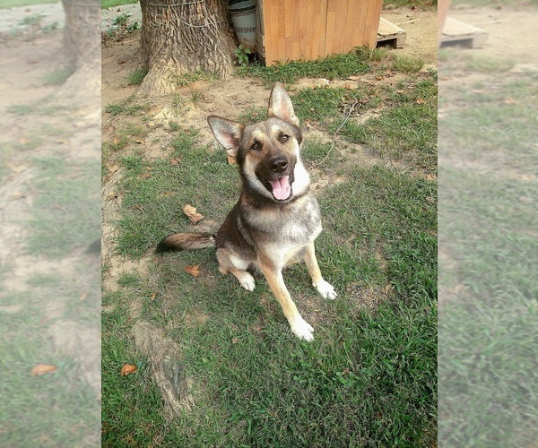 Medium Photo #1 Golden Shepherd Puppy For Sale in THOMASVILLE, NC, USA