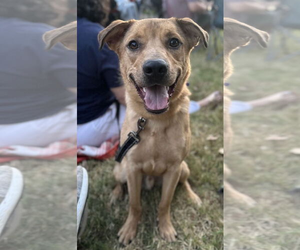 Medium Photo #6 American Pit Bull Terrier-Golden Retriever Mix Puppy For Sale in Cookeville, TN, USA