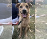 Small #5 American Pit Bull Terrier-Golden Retriever Mix