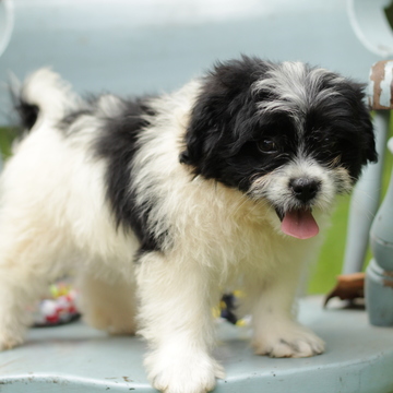 Medium Photo #1 Peke-A-Poo-Poodle (Miniature) Mix Puppy For Sale in GAP, PA, USA
