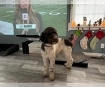 Small Photo #1 Goldendoodle Puppy For Sale in BEAN STATION, TN, USA