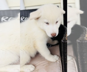 Medium Siberian Husky