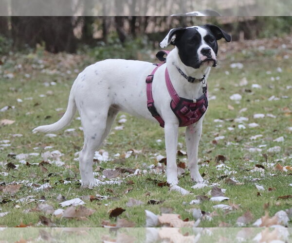 Medium Photo #9 Lab-Pointer Puppy For Sale in Princeton, MN, USA