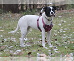 Small Photo #9 Lab-Pointer Puppy For Sale in Princeton, MN, USA