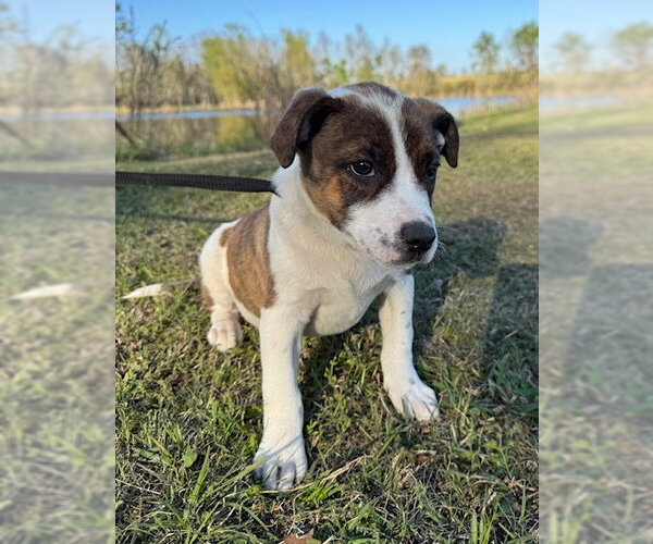 Medium Photo #8 Mutt Puppy For Sale in Tarrytown, GA, USA