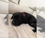 Small #2 Borador