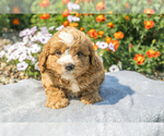 Puppy Tripp Cavapoo