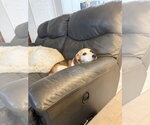 Small #7 Beagle