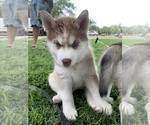 Small Photo #2 Siberian Husky Puppy For Sale in AMARILLO, TX, USA