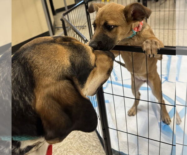 Medium Photo #5 Mutt Puppy For Sale in Germantown, OH, USA