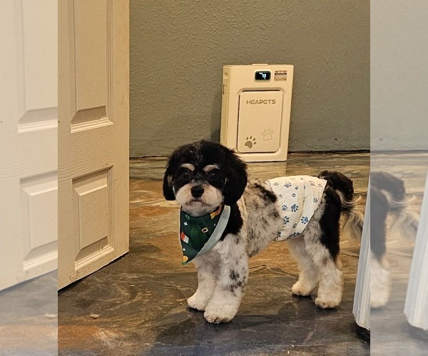 Medium Photo #1 Cavalier King Charles Spaniel Puppy For Sale in Sioux Falls, SD, USA