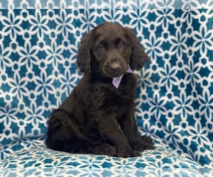 Goldendoodle Puppy for sale in LAKELAND, FL, USA