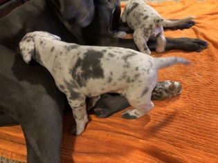 Great Dane Puppy for sale in FORT RECOVERY, OH, USA