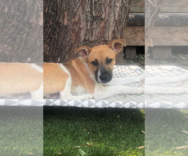 Medium Photo #7 Mutt Puppy For Sale in Sandy, UT, USA