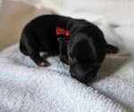 Puppy Red Yorkshire Terrier