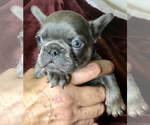 Small Photo #16 French Bulldog Puppy For Sale in BUCKS BAR, CA, USA