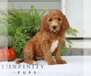 Goldendoodle Puppy for sale in NARVON, PA, USA