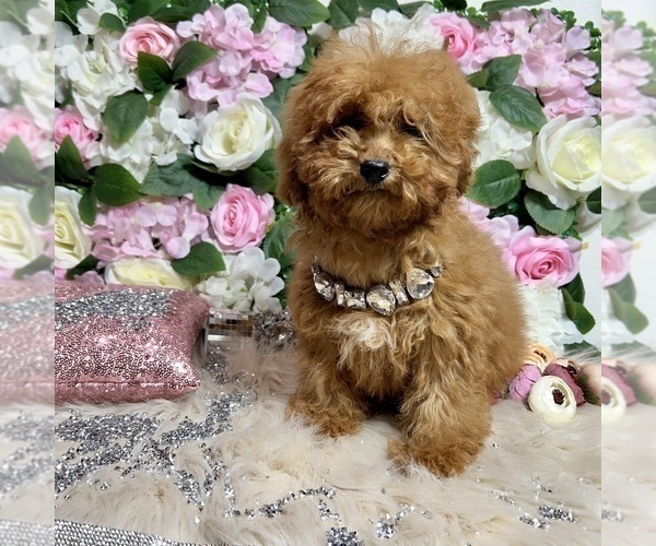 Medium Photo #47 Poodle (Toy) Puppy For Sale in HAYWARD, CA, USA