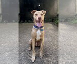 Peanut - Male Mutt Dog for Adoption - Small photo