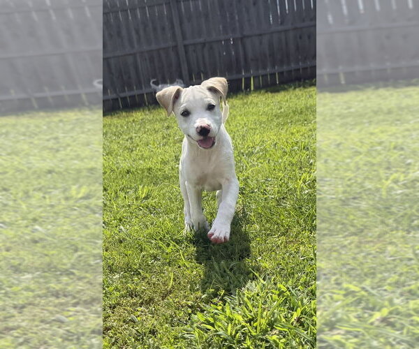 Medium Photo #1 Labbe Puppy For Sale in Aurora, IN, USA